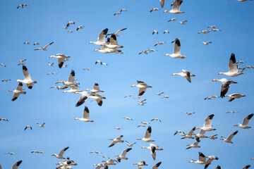 The Great Annual North American Snow Geese Migration
