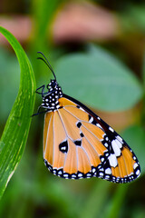 Monarch butterfly on green leaf.