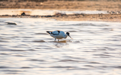 Water bird pied avocet, Recurvirostra avosetta, feeding in the lake. The pied avocet is a large black and white wader with long, upturned beak