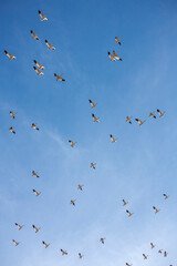 The Great Annual North American Snow Geese Migration