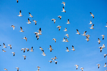The Great Annual North American Snow Geese Migration