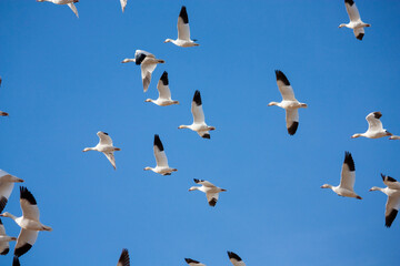 The Great Annual North American Snow Geese Migration