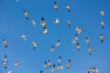 The Great Annual North American Snow Geese Migration