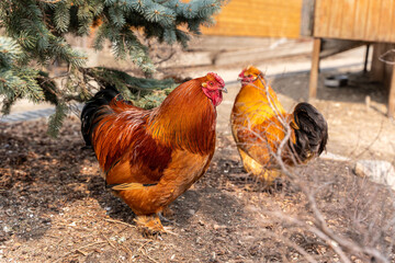 A beautiful rooster standing on the grass on a blurred green nature background. Rooster of the zodiac year. Year of the rooster.