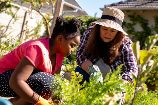 African American Girl And Caucasian Mature Woman Gardening In Vegetable Garden