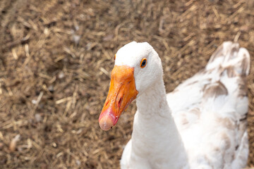 White goose close-up. The background is blurry