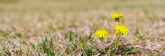 wild flowers in the grass. dandelion flowers in the grass. spring image background.