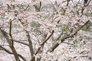 満開の桜