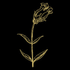 Branch of bell flower. Campana Lilac Campanula. Hand drawn linear doodle ink sketch. Gold silhouette on black  background. Isolated vector illustration.