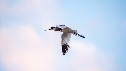 Water bird pied avocet, lat. Recurvirostra avosetta, flies over the lake. The pied avocet is a large black and white wader with long, upturned beak