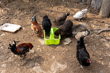 Many domestic chickens eat on the ground food