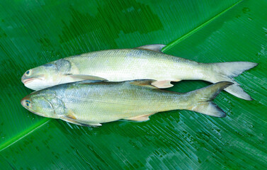 Two Fresh fourfinger threadfin or white Indian salmon fish on green banana leaf background..