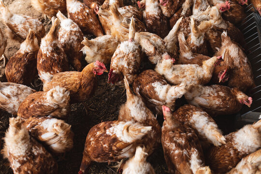 Full frame shot of hen flock at pen in organic farm