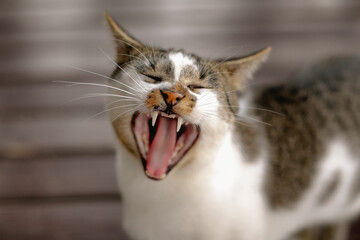Cat with open mouth, showing all teeth and mustache strands very visible