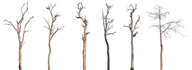 Fototapeta dead trees or dry tree collection isolated on white background. obraz