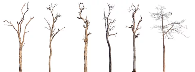 Fensteraufkleber dead trees or dry tree collection isolated on white background. © AungMyo