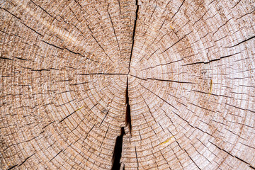 Fototapeta premium Closeup macro view of end cut wood tree section with cracks and annual rings. Natural organic texture with cracked and rough surface. Flat wooden surface with annual rings.