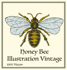 honey bee illustration vector, hand drawing
