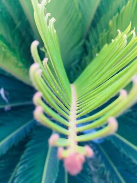 close up of a flower