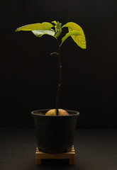 Avocado plant in a pot on a black background