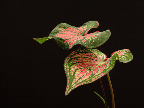 Close-up of caladium bicolor with pinks leaf and green veins on a black background