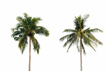 Fototapeta na wymiar Coconut trees and coconut fruit that are perfectly natural. on a white background