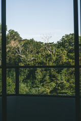 the view of the jungle nature green summer from the open window