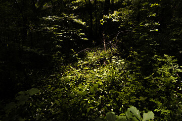 Light in the Jungle 한 줌의 빛