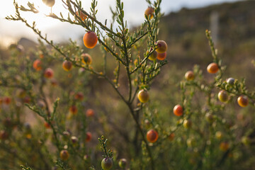 Close-up of fresh wild berries growing on plants in forest during sunny day