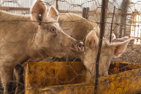 Pigs feeding from dirty yellow container seen through chainlink fence in pen