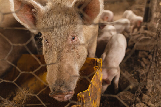 Portrait of pig with piglets seen through chainlink fence in pen