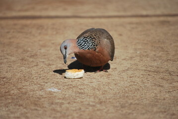 tropical bird eating bread on walk way in the tropics