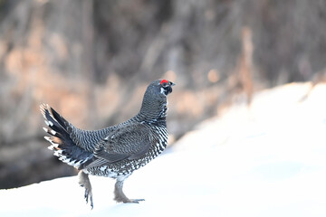 A male Spruce Grouse (Canachites canadensis) struts through Alaska's boreal forest in search of a...