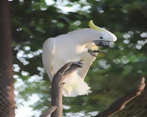 Beautiful cockatoo parrot in the park