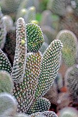 The cactus in the garden