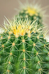 The cactus in the garden