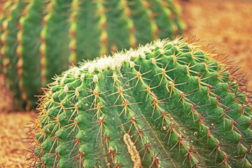 The cactus in the garden