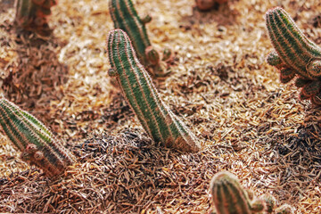 The cactus in the garden