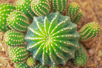 The cactus in the garden