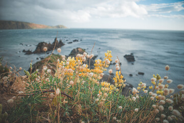 tropical island in the ocean