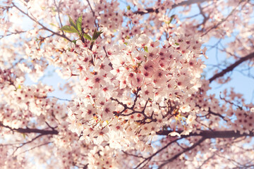 pink cherry blossom