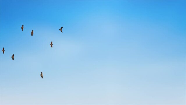 Birds flying in the blue sky Loop Animation background. silhouette on dark purple sky background. Abstract birds flock flying in free space. flying birds in different poses, birds concept.