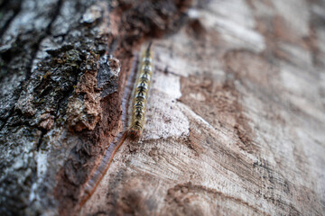 A close-up from below of a black and yellow hairy caterpillar crawling along the wood of an...