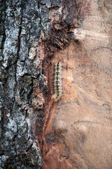 A close-up head shot of a black and yellow hairy caterpillar crawling along the wood of an...