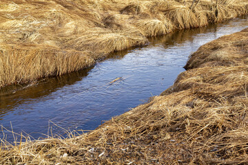 Spring landscape in the form of a river with banks of a wild village river densely overgrown with...