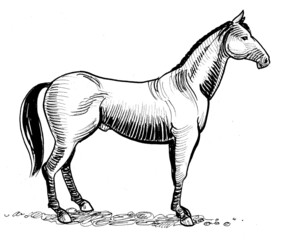 Ink black and white drawing of a standing horse