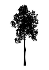Silhouette of tree
