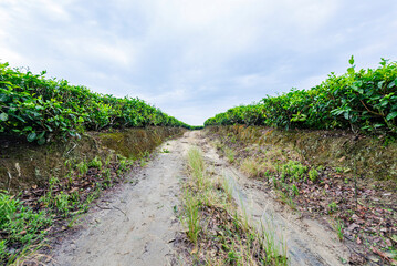 Fototapeta na wymiar View of tea plantations