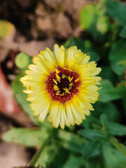 Close up shot of a yellow flower in the garden 