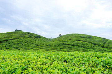 Fototapeta na wymiar View of tea plantations